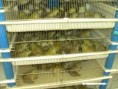 /album/galeria-de-fotos/r%c3%a3s%20no%20ranabox-jpg/